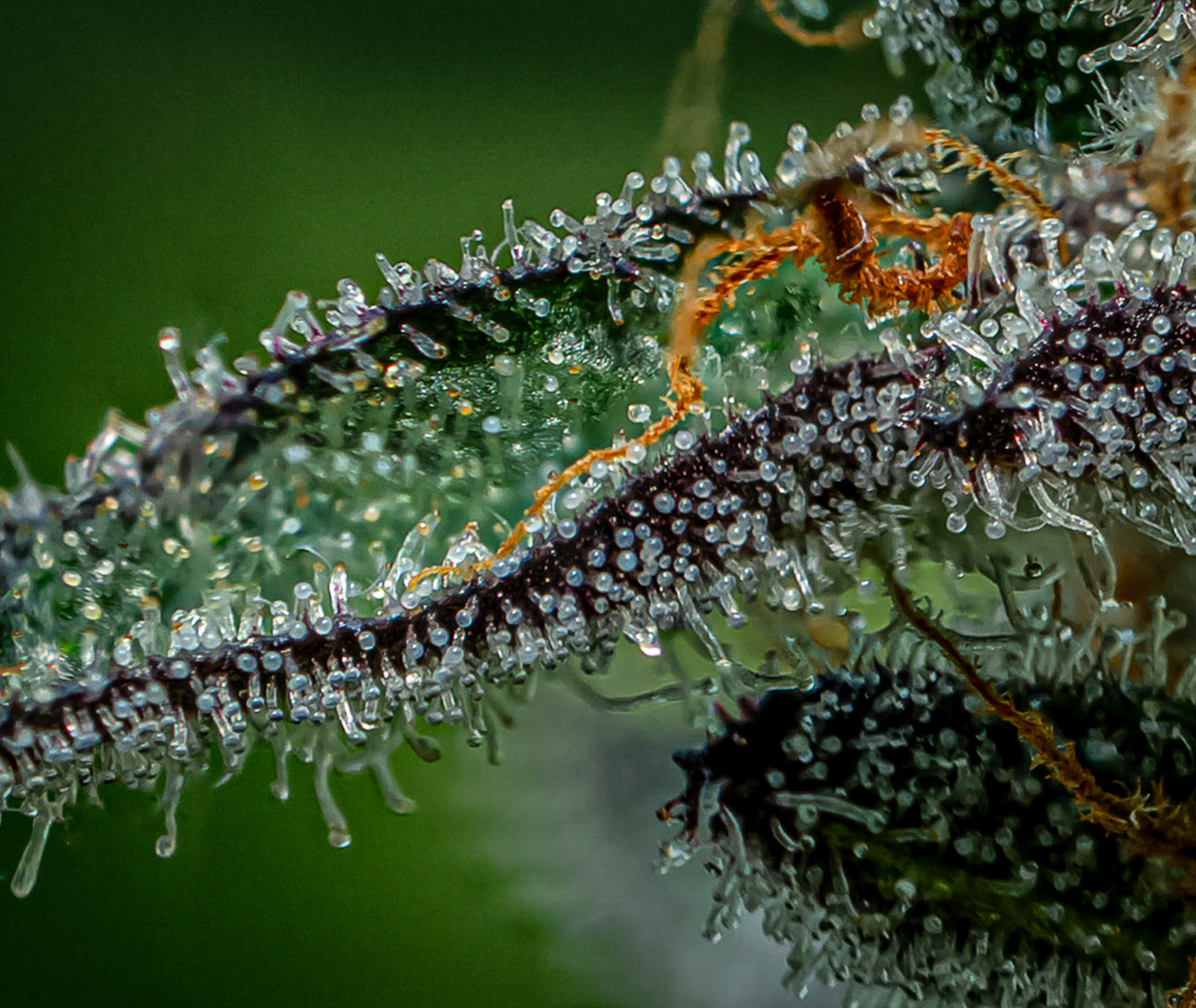 Pincanna gallery image 26