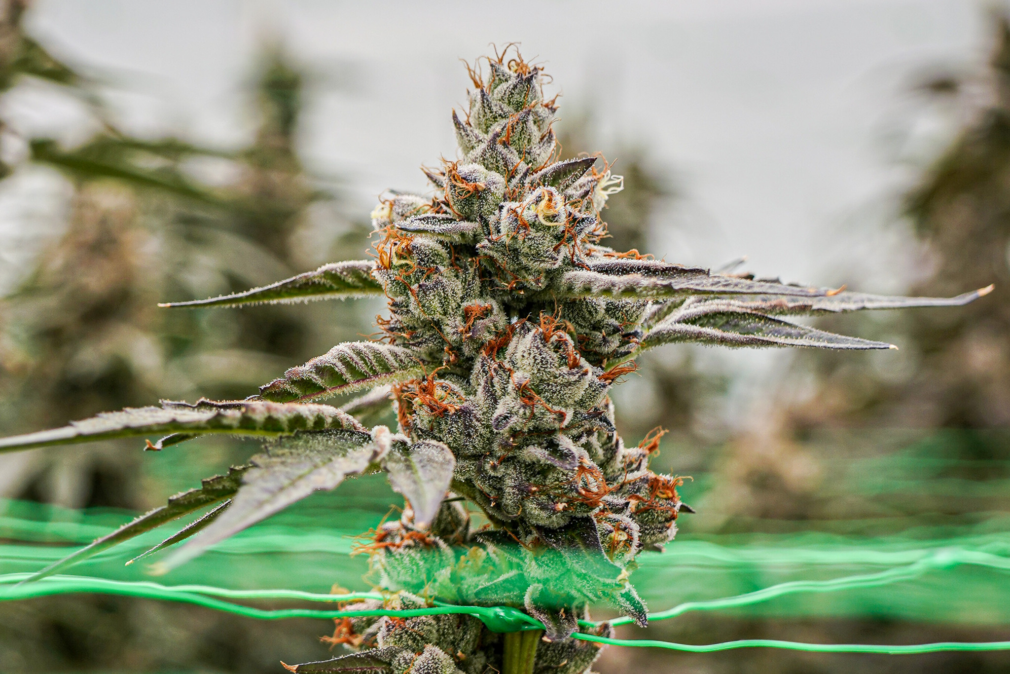 Pincanna gallery image 27