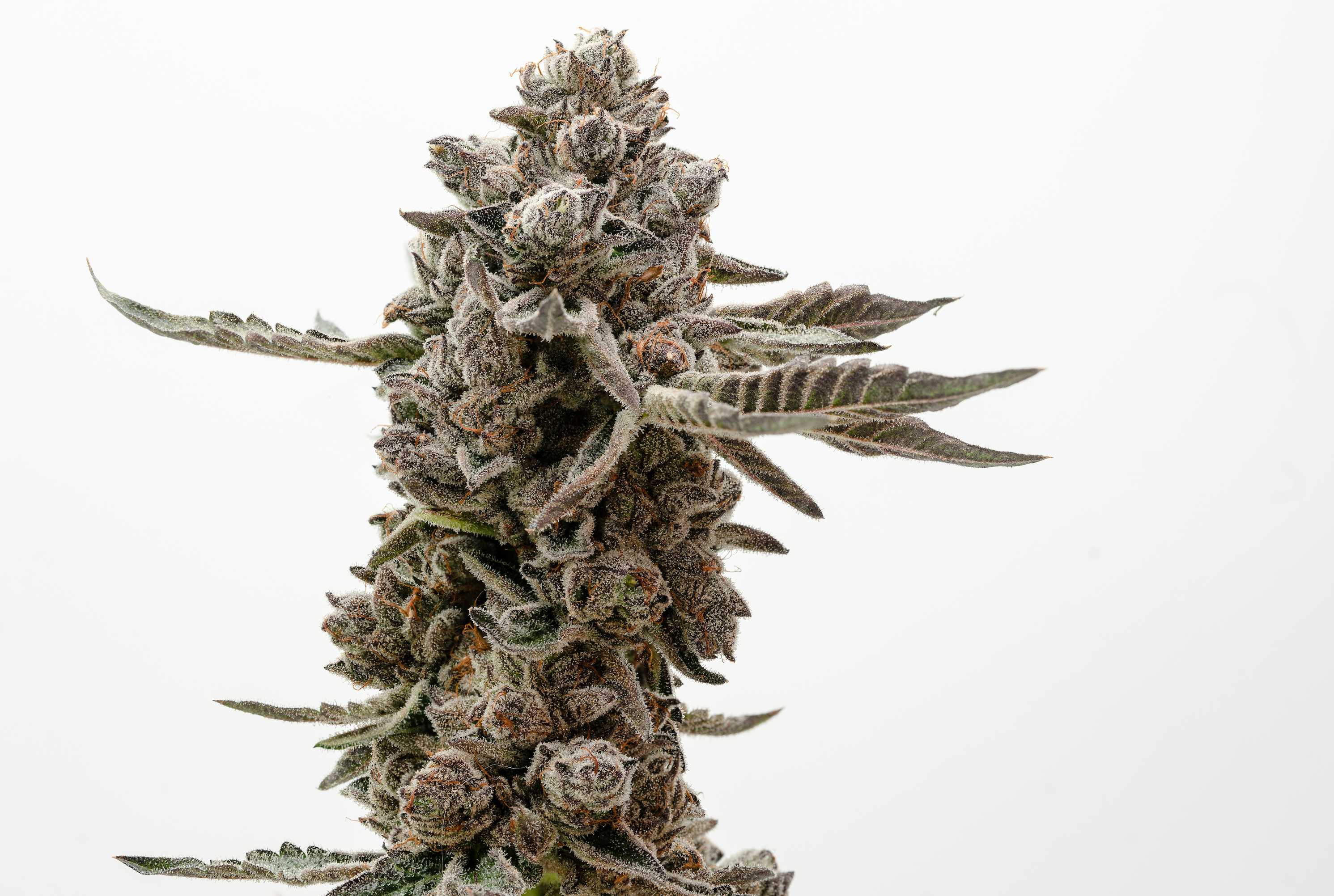 Pincanna gallery image 28