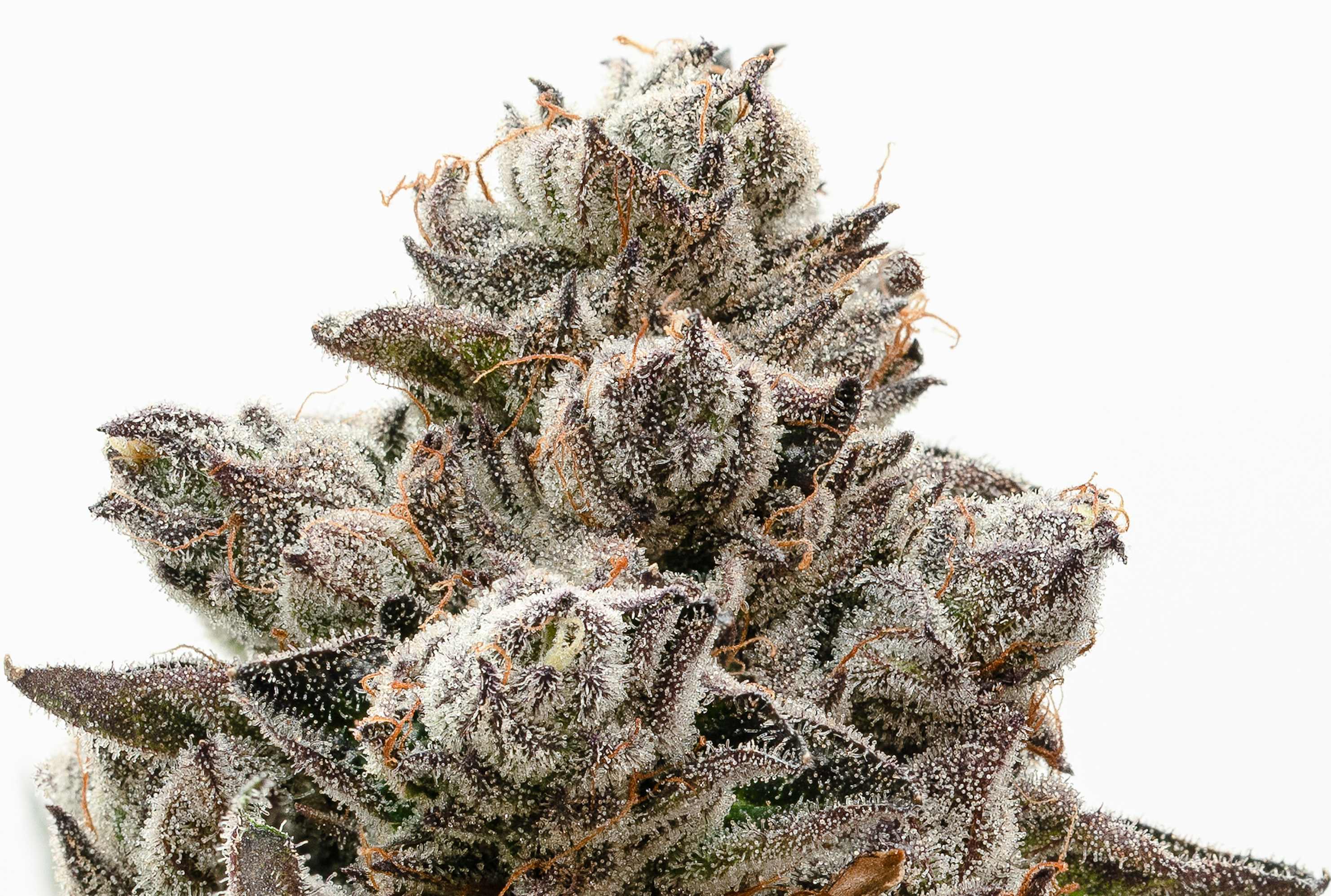 Pincanna gallery image 29