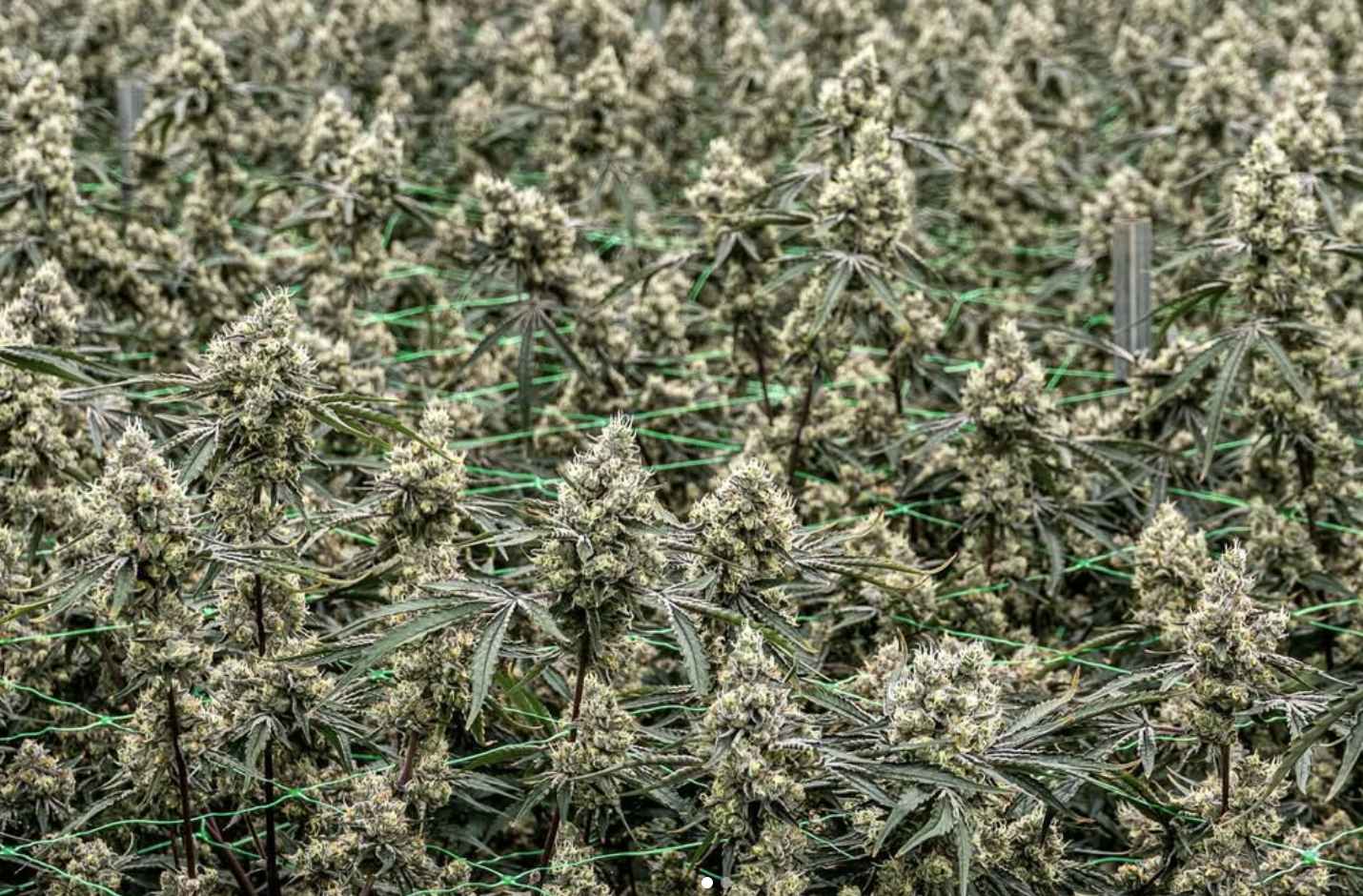 Pincanna gallery image 30